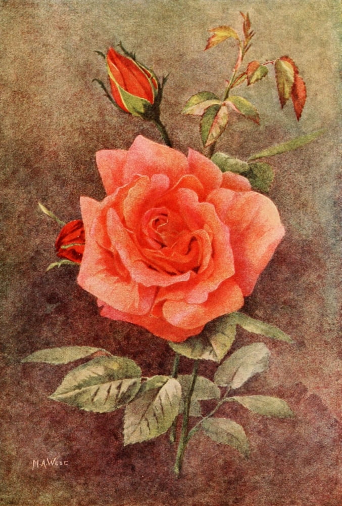 Rose Gardening 1922 Madame Edouard Herriott Canvas Art - Maud Astley West (24 x 36)