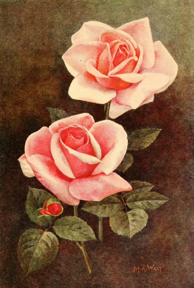 Rose Gardening 1922 Ophelia & Madame Segonde Weber Canvas Art - Maud Astley West (24 x 36)