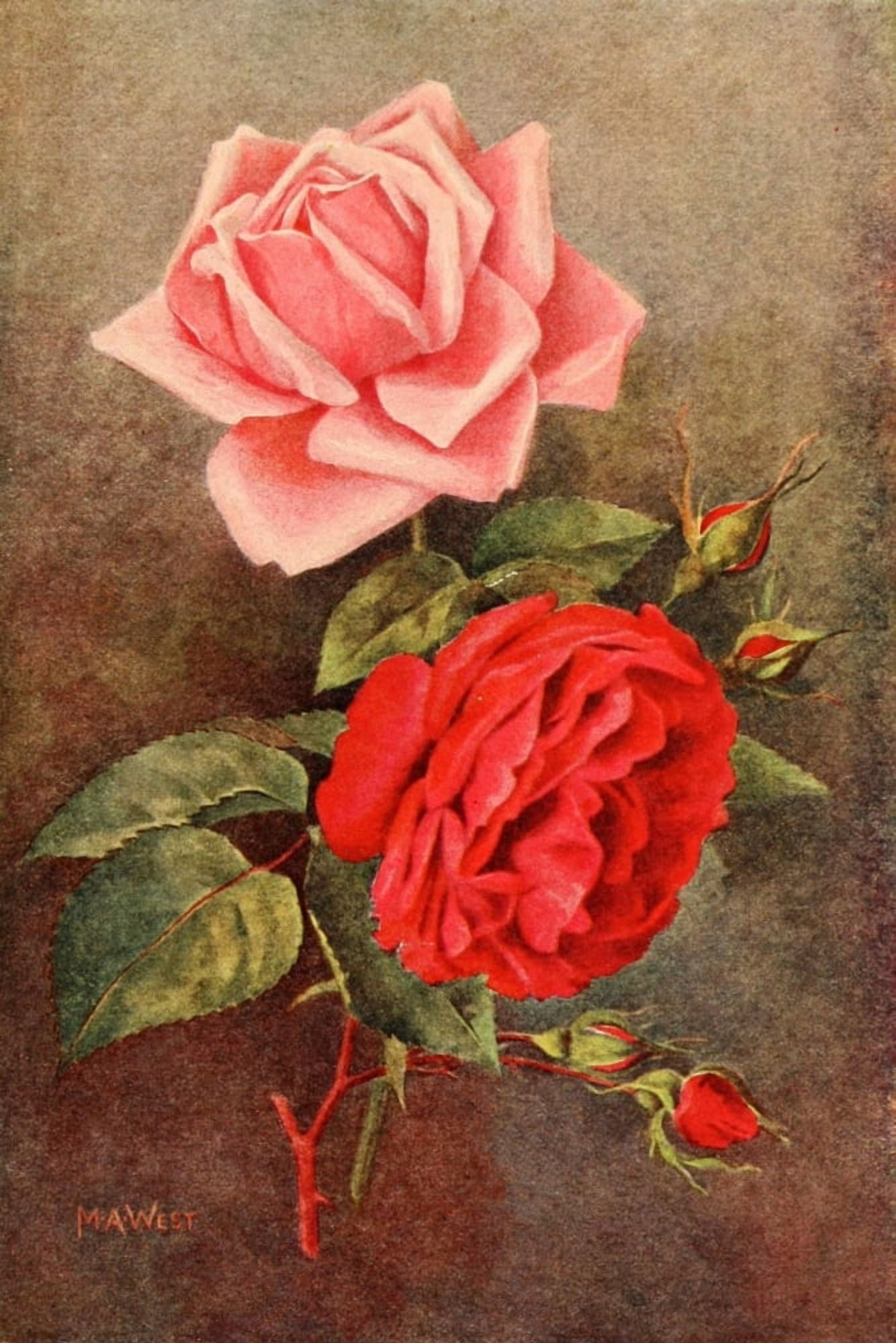 Rose Gardening 1922 Pink & red roses Canvas Art - M Astley West (18 x 24)