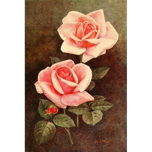 Rose Gardening 1922 Pink roses Canvas Art - M Astley West (18 x 24)