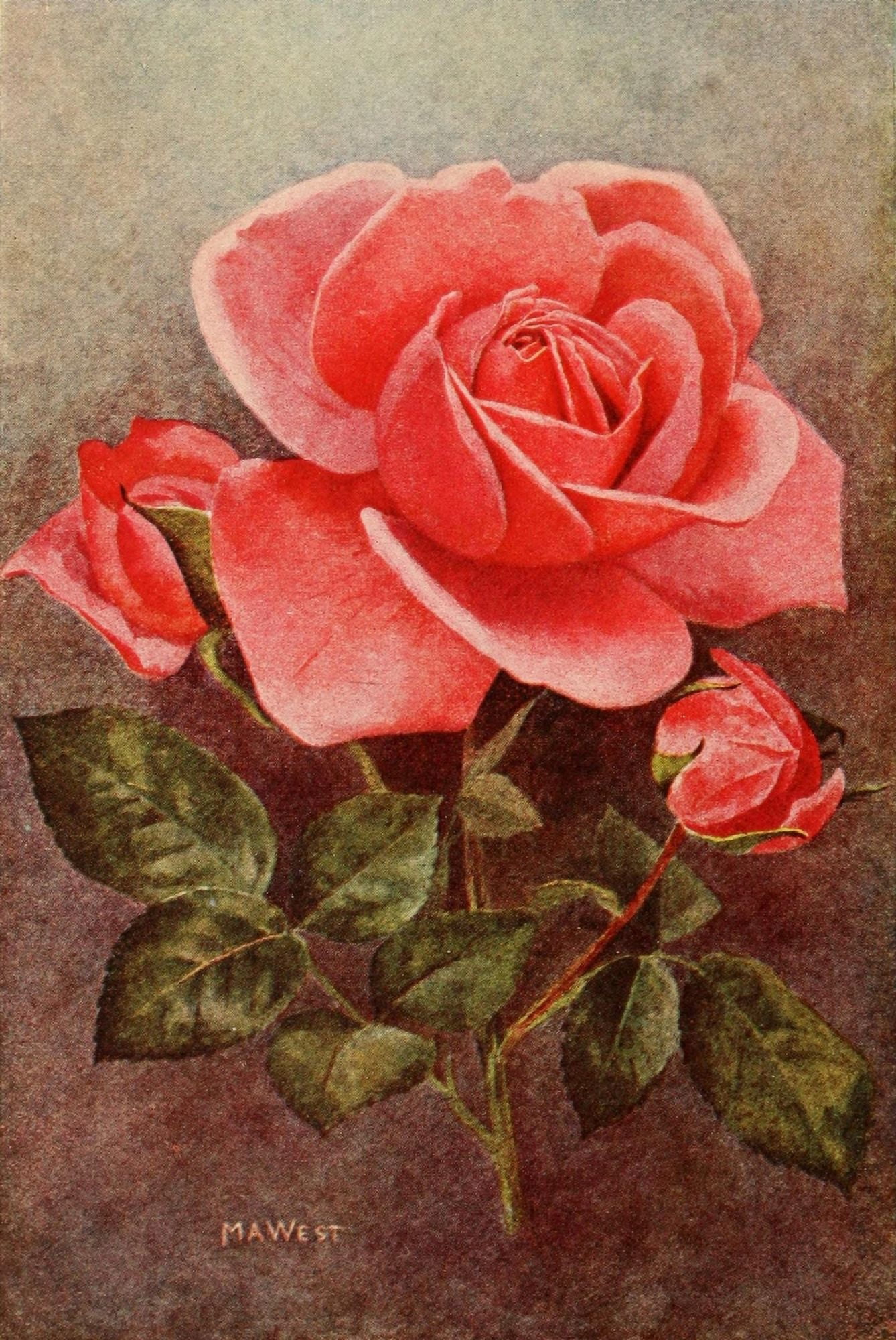 Rose Gardening 1922 The Lyon Rose Canvas Art - Maud Astley West (24 x 36)