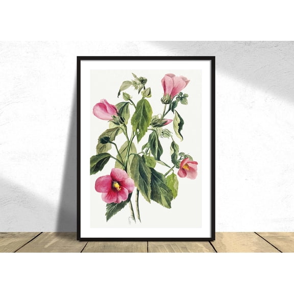 Rose Gentian Mary Vaux Walcott Vintage Old Illustration Flowers Decor Beautiful Flower Unframed Paper Print