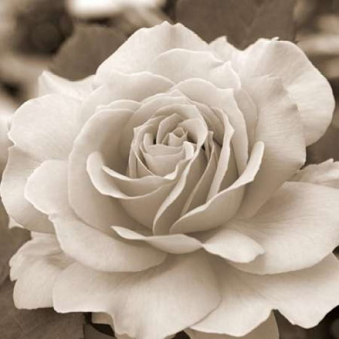 Rose Glory Canvas Art - Marlana Semenza (24 x 24)
