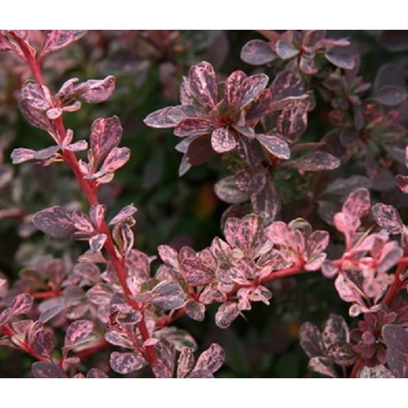 Rose Glow Japanese Barberry - Live Plant ( 1 QT )