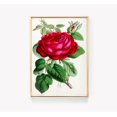 Live Art Roses Rose Illustration J Wall Art, Botanical Bedroom, Living Room And ...