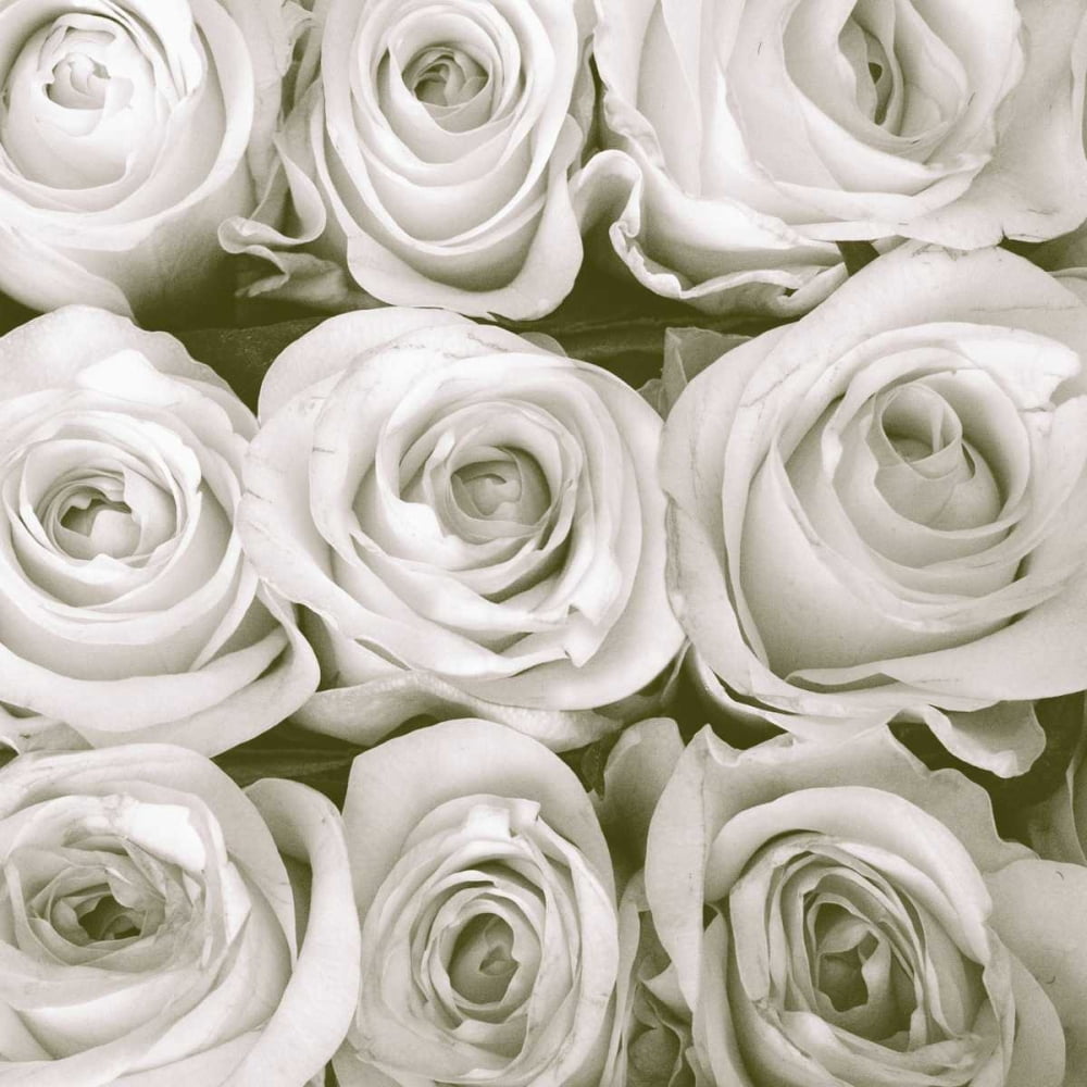 Rose In Bloom Square Poster Print by Gail Peck (24 x 24) - Walmart.com