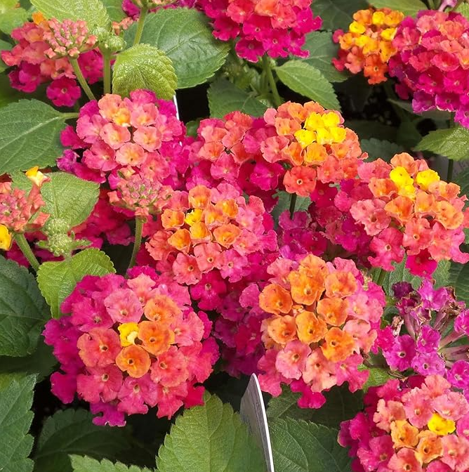 Rose Lantana Plant Live for Planting Outdoors, 5 to 7 Inch Tall, Fragrant Lantana Live Plants for Planting Outdoors, Butterfly Lantana Perennial Flowers Lantana Trees, No Pot