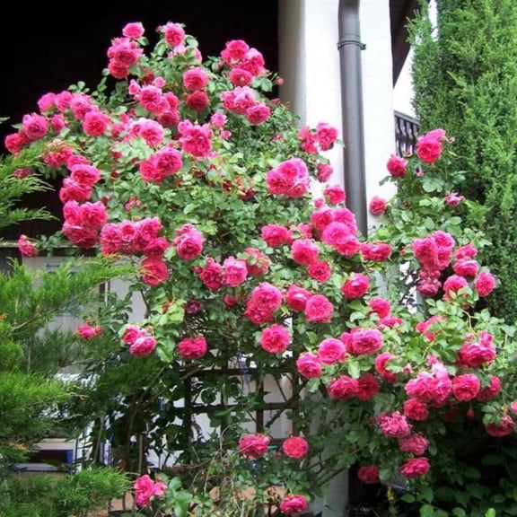 Rose Live Plant For Planting, Rose Bush Ready To Plant, 5-8 Inch Tall, Fragrant Rose Flowers (Red Pink)