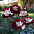 thumbnail image 1 of Rose, Low Maintenance - Easy Grow - Ideal for Beds Borders, Plant Pots & Planters, 1 of 4