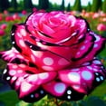 thumbnail image 1 of Rose, Low Maintenance - Easy Grow - Ideal for Beds Borders, Plant Pots & Planters, 1 of 2