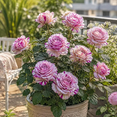 thumbnail image 1 of Rose, Low Maintenance - Easy Grow - Ideal for Beds Borders, Plant Pots & Planters, 1 of 7