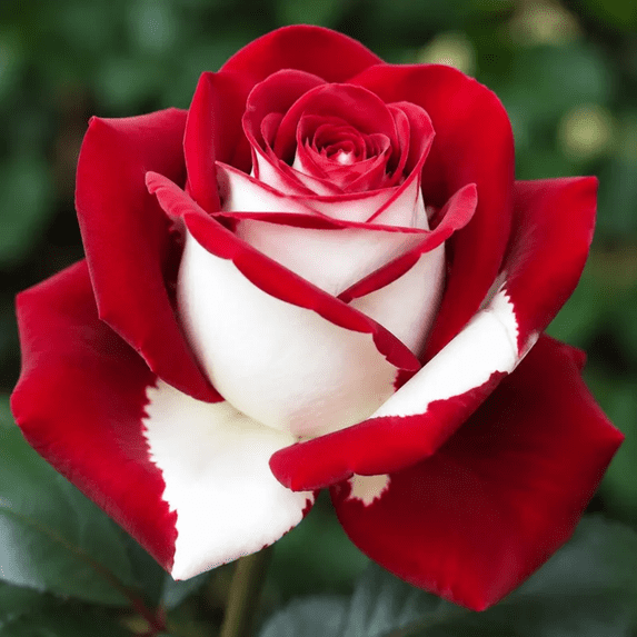 Rose, Low Maintenance - Easy Grow - Ideal for Beds Borders, Plant Pots & Planters