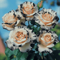 thumbnail image 1 of Rose, Low Maintenance - Easy Grow - Ideal for Beds Borders, Plant Pots & Planters, 1 of 4