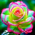 thumbnail image 1 of Rose, Low Maintenance - Easy Grow - Ideal for Beds Borders, Plant Pots & Planters, 1 of 2