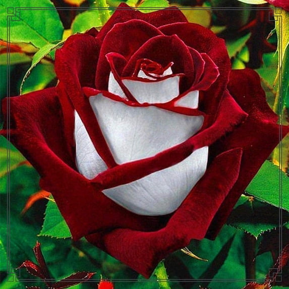 Rose, Low Maintenance - Easy Grow - Ideal for Beds Borders, Plant Pots & Planters