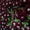thumbnail image 1 of Rose, Low Maintenance - Easy Grow - Ideal for Beds Borders, Plant Pots & Planters, 1 of 4