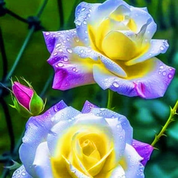 Rose, Low Maintenance - Easy Grow - Ideal for Beds Borders, Plant Pots & Planters