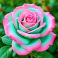 thumbnail image 1 of Rose, Low Maintenance - Easy Grow - Ideal for Beds Borders, Plant Pots & Planters, 1 of 2