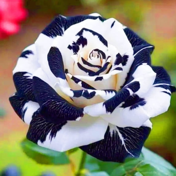 Rose, Low Maintenance - Easy Grow - Ideal for Beds Borders, Plant Pots & Planters