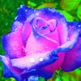 thumbnail image 1 of Rose, Low Maintenance - Easy Grow - Ideal for Beds Borders, Plant Pots & Planters, 1 of 2