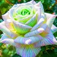 thumbnail image 1 of Rose, Low Maintenance - Easy Grow - Ideal for Beds Borders, Plant Pots & Planters, 1 of 2