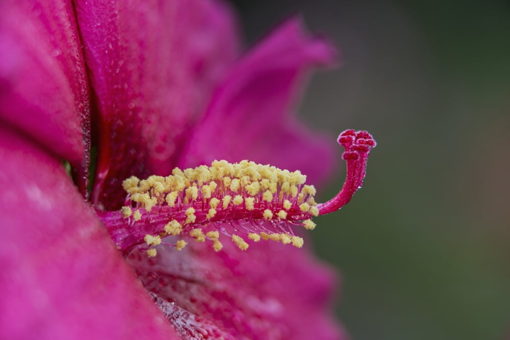 Rose Mallow Hibiscus Sweet Caroline (malvaceae) New York Botanical Garden New York City New York United States of America Canvas Art - F M Kearney Design Pics (38 x 24)