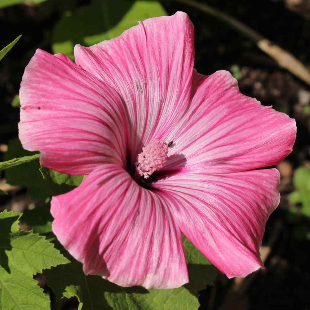 Rose Mallow Seed Lavatera Trimestris Tanagra Flower Seeds 2000 Seeds