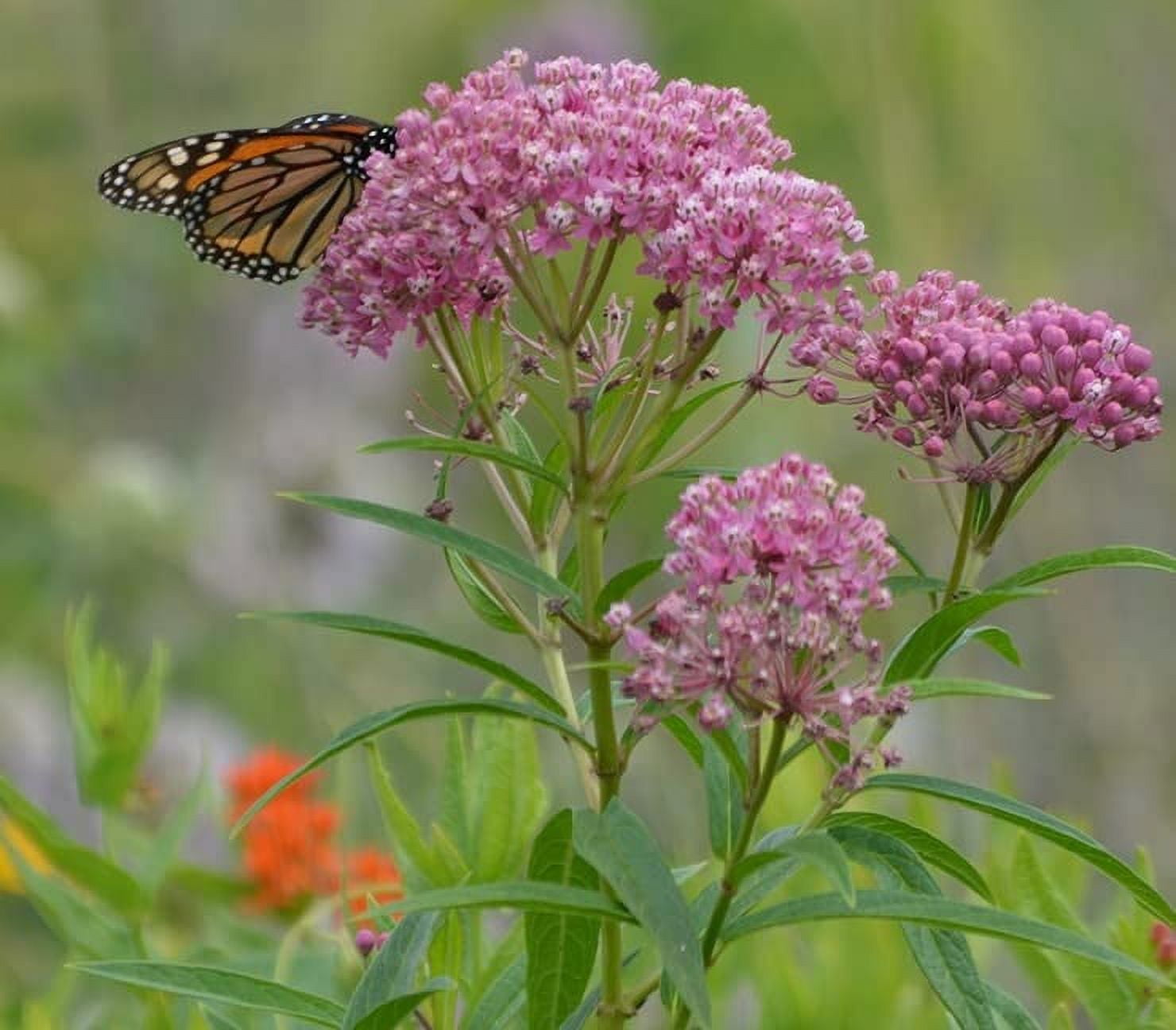 Rose Milkweed Seeds for Planting (50 Seeds) Asclepias incarnata