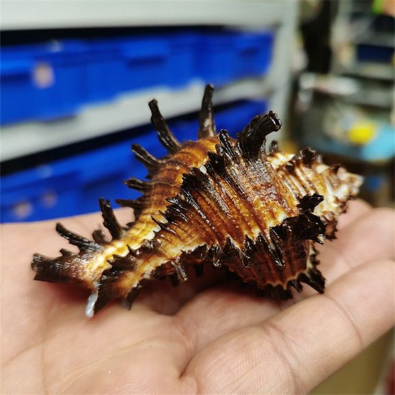 Rose Murex Shell 8 to 9cm Spiny Sea Shell Aquarium Decoration Hermit Crab Habitat Marine Specimen Coastal Display Ornament