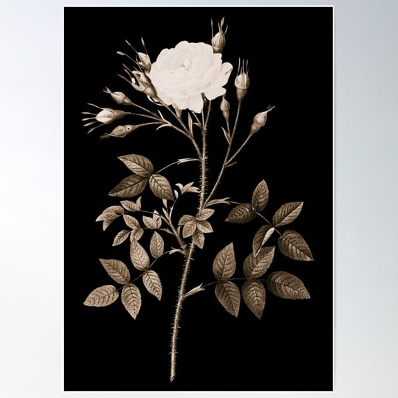 Rose Of Rosenberg Flower, Alternative Illustration - Bronze And White Rose Poster Wall Art, Modern Wall Decor For Living Room Bedroom, 16x24 UNFRAMED