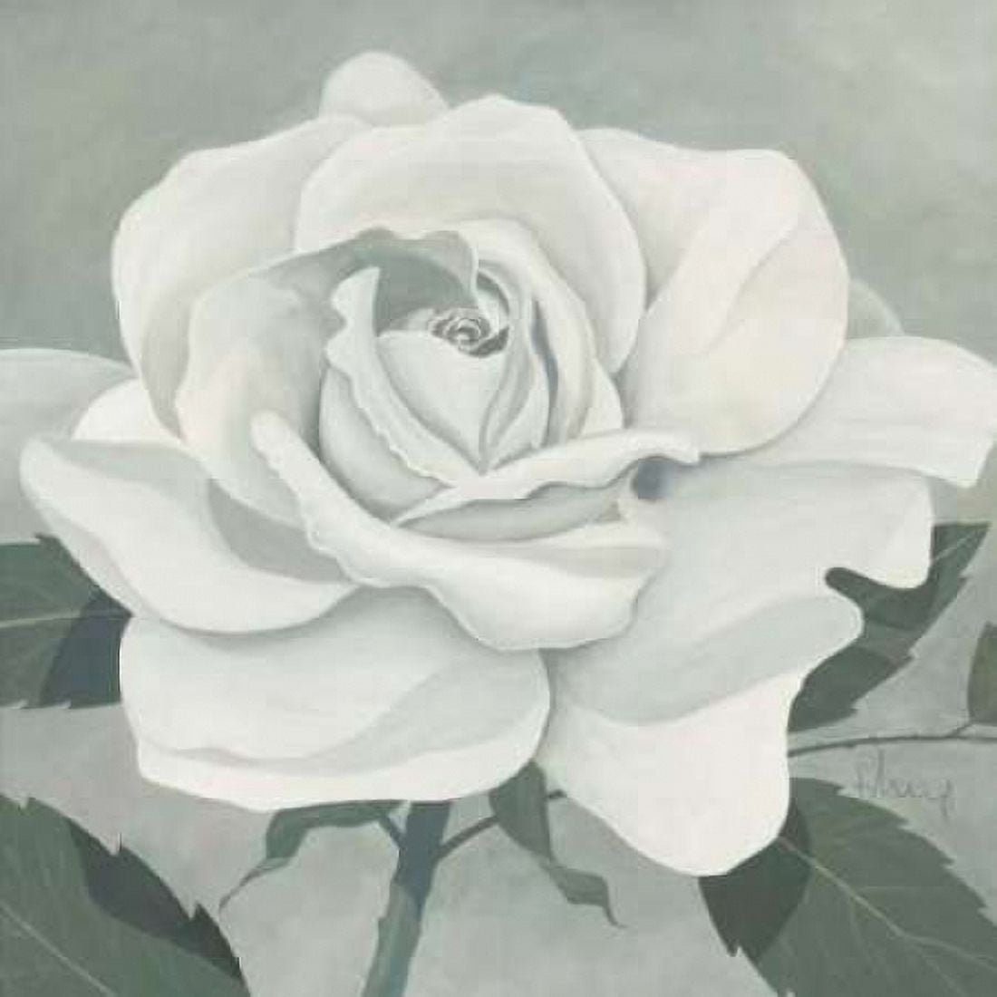 Rose One Canvas Art - Franz Heigl (24 x 24)