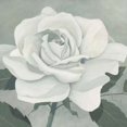 thumbnail image 1 of Rose One Poster Print by Franz Heigl (12 x 12), 1 of 1