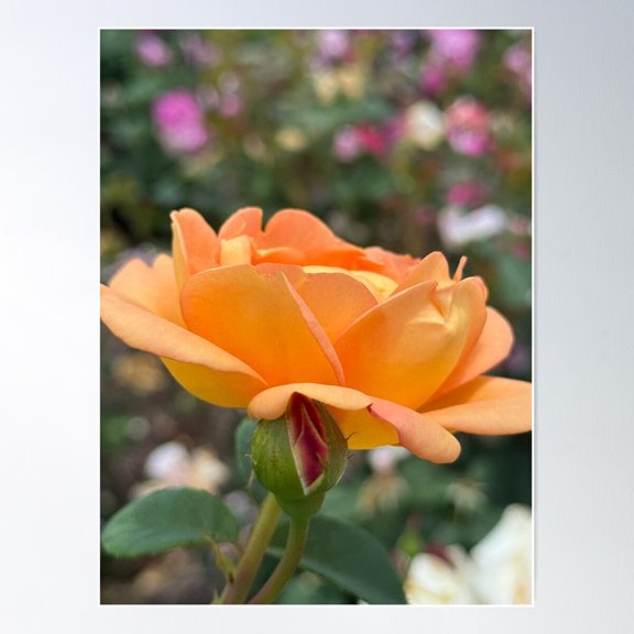 Rose, Orange Poster Wall Art, Modern Wall Decor For Living Room Bedroom, 24x36 UNFRAMED