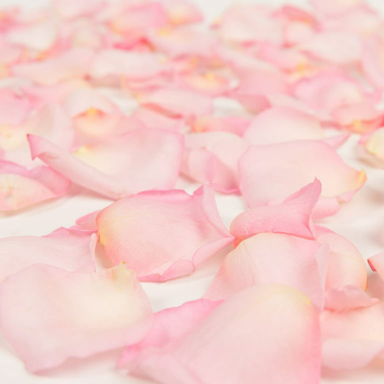 Rose Petals 3 Bags of Pink Farm Direct Fresh Cut Flower Petals by  Bloomingmore