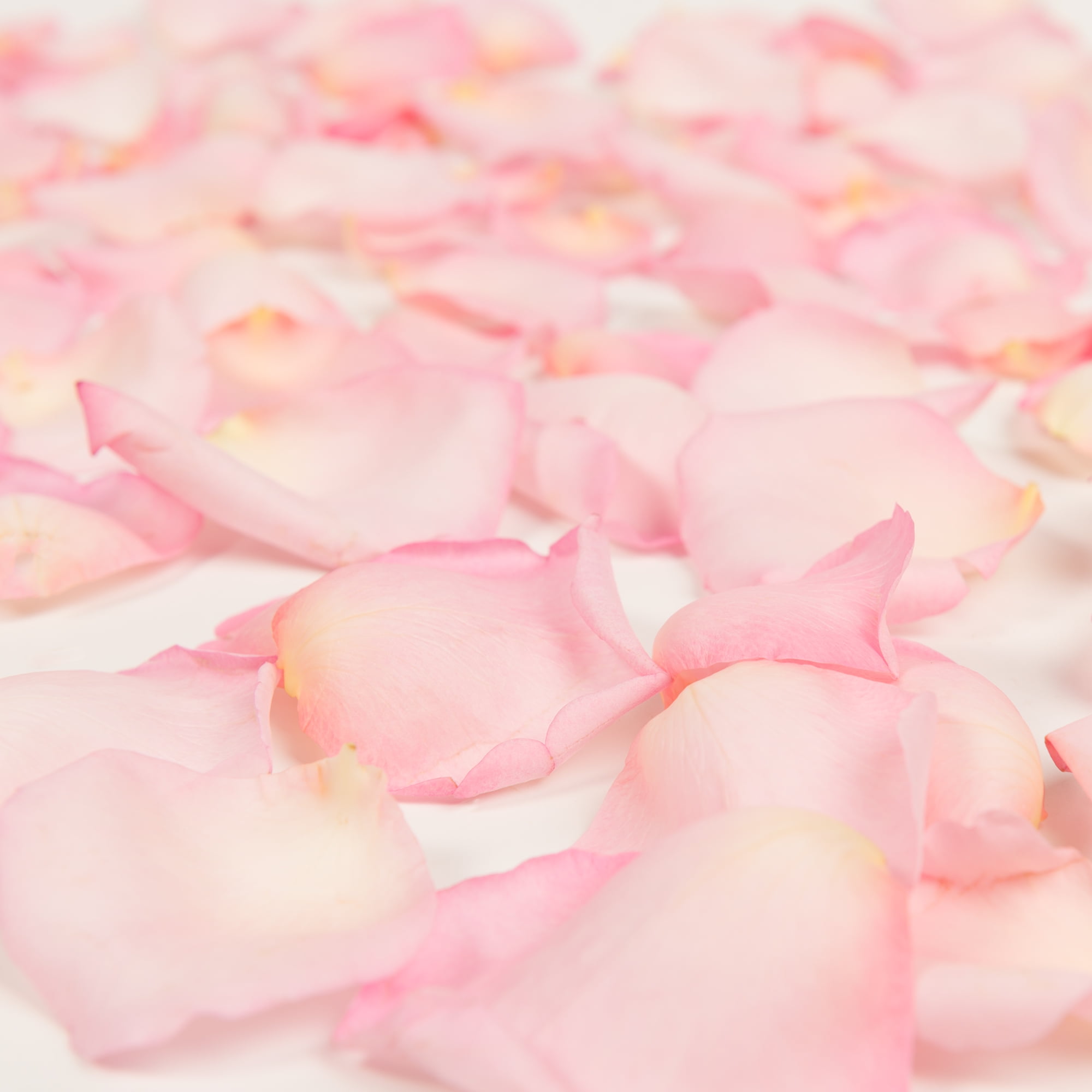 Rose Petals 3 Bags of Pink Farm Direct Fresh Cut Flower Petals by Bloomingmore, Size: 250 Gr