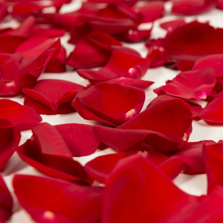 Rose Petals 3 Bags of Red Farm Direct Fresh Cut Flower Petals by Bloomingmore