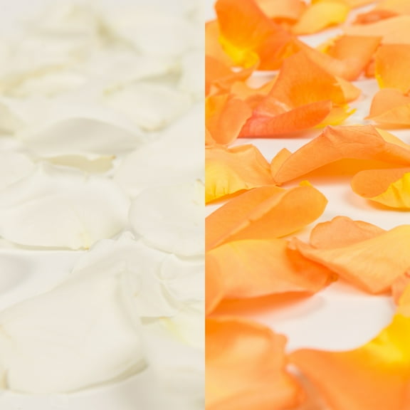 Rose Petals 3 Bags of White and Orange Farm Direct Fresh Cut Flowers Petals by Bloomingmore