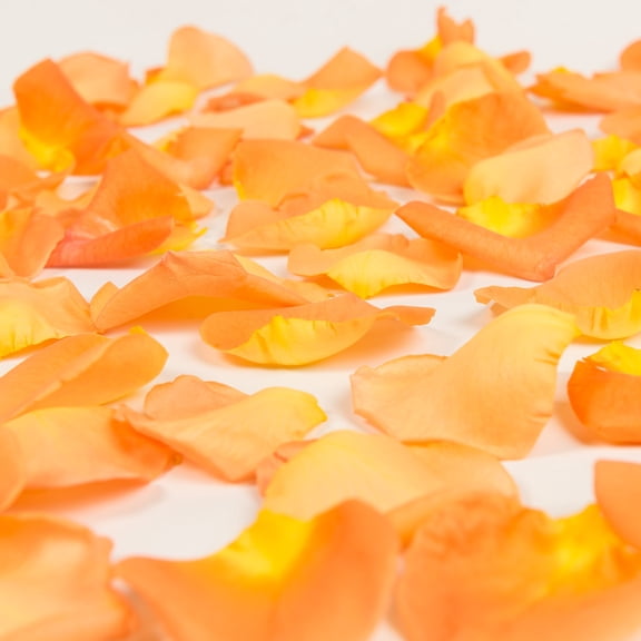 Rose Petals 5 Bags of Orange Farm Direct Fresh Cut Flowers Petals by Bloomingmore
