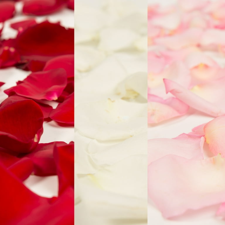 Rose Petals 3 Bags of Red Farm Direct Fresh Cut Flowers Petals by  Bloomingmore