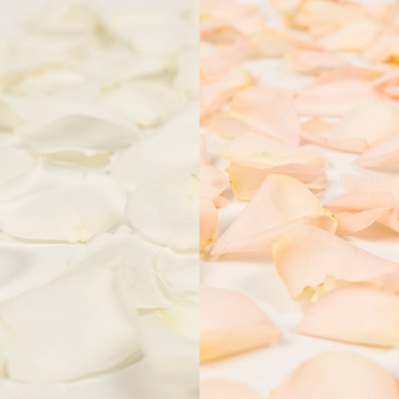 Rose Petals 5 Bags of White and Peach Farm Direct Fresh Cut Flowers Petals by Bloomingmore