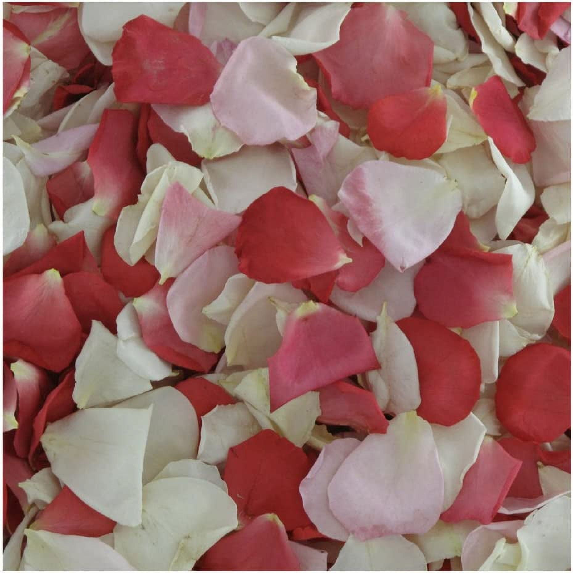 Rose Petals. 600 Petals. Pretty in Preserved Freezedried Rose Petal