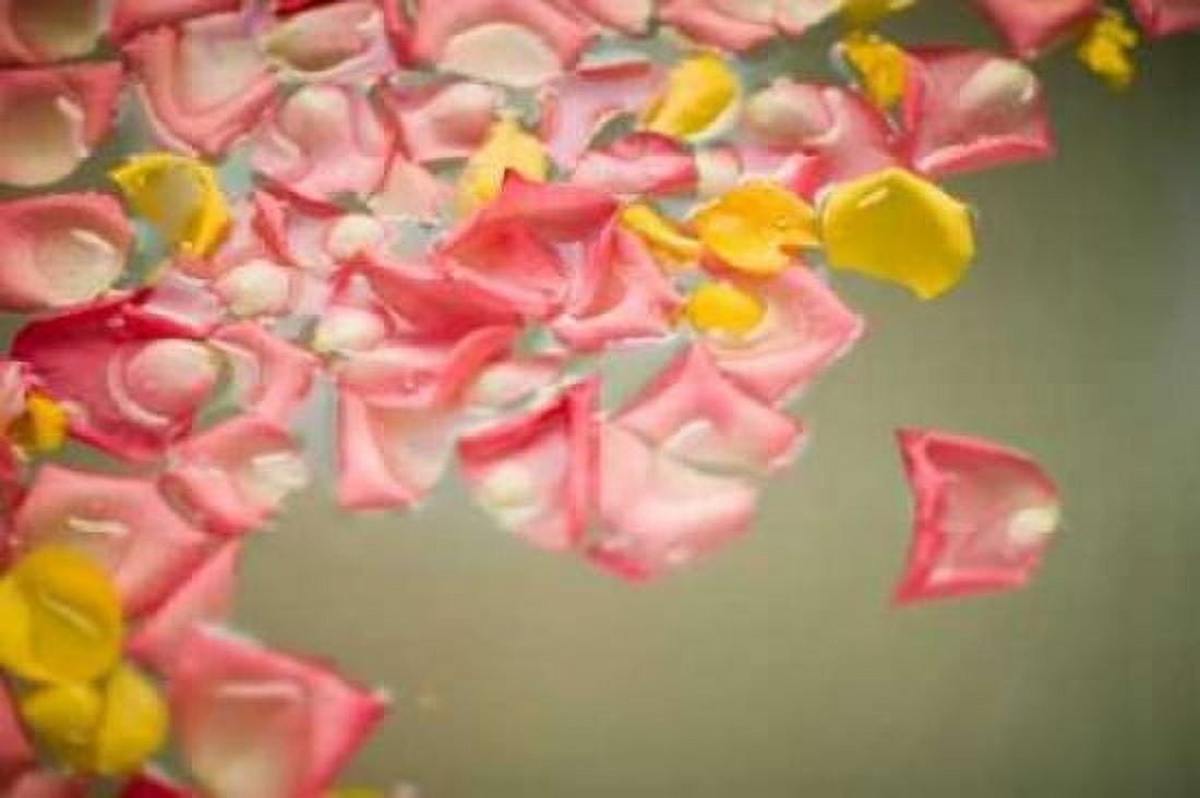 Rose Petals Canvas Art - Karyn Millet (24 x 36)