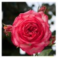 Rose Plant Antique Rose Bush, Climbing Roses Live Plant for Planting