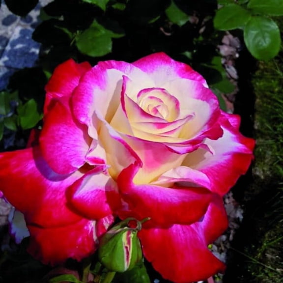 Rose Plant Live For Planting, Bareroot 6-10 Inch Tall, Climbing Vine Bush Shrub For Flowering (Delight Rose)