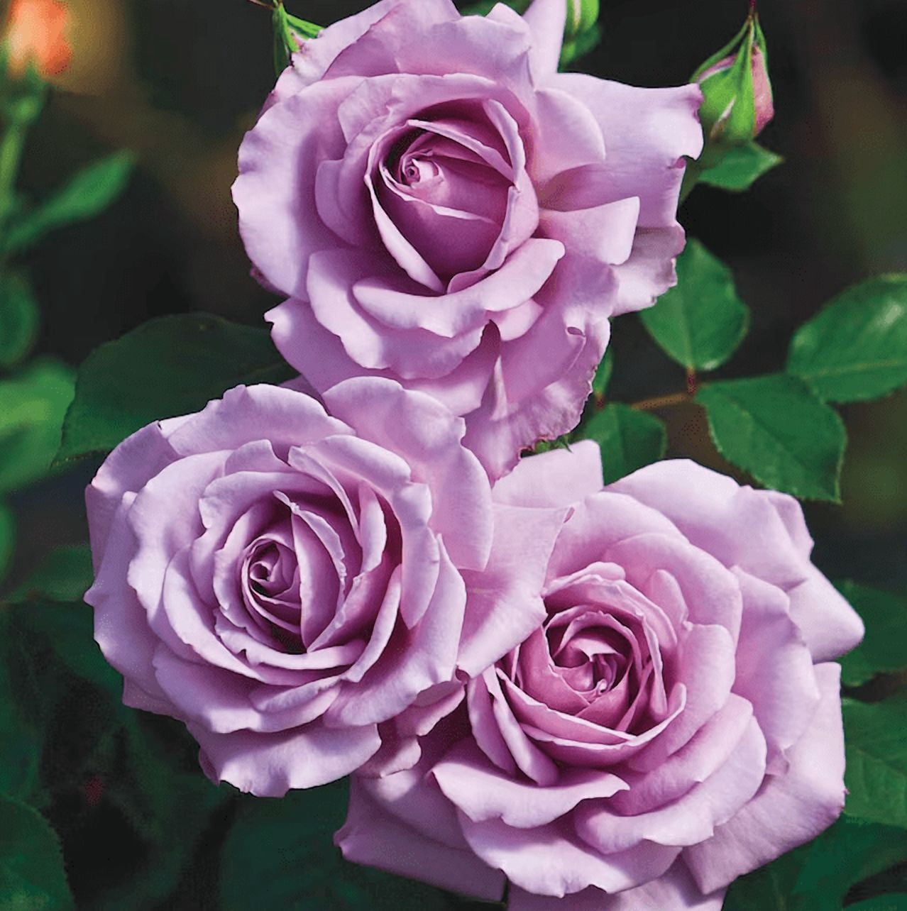 Rose Plant Live, Rose Bush Live Plant for Planting Your Garden, 4-7 ...