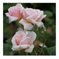 Rose Plant Quietness Rose Bush, Hardy Live Plant for Planting