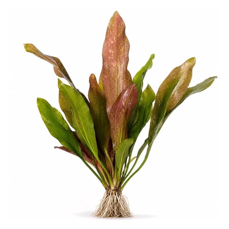 Canton Aquatics Rose Sparkle Sword Live Aquarium Plant, Large 15+ In, Bare Root