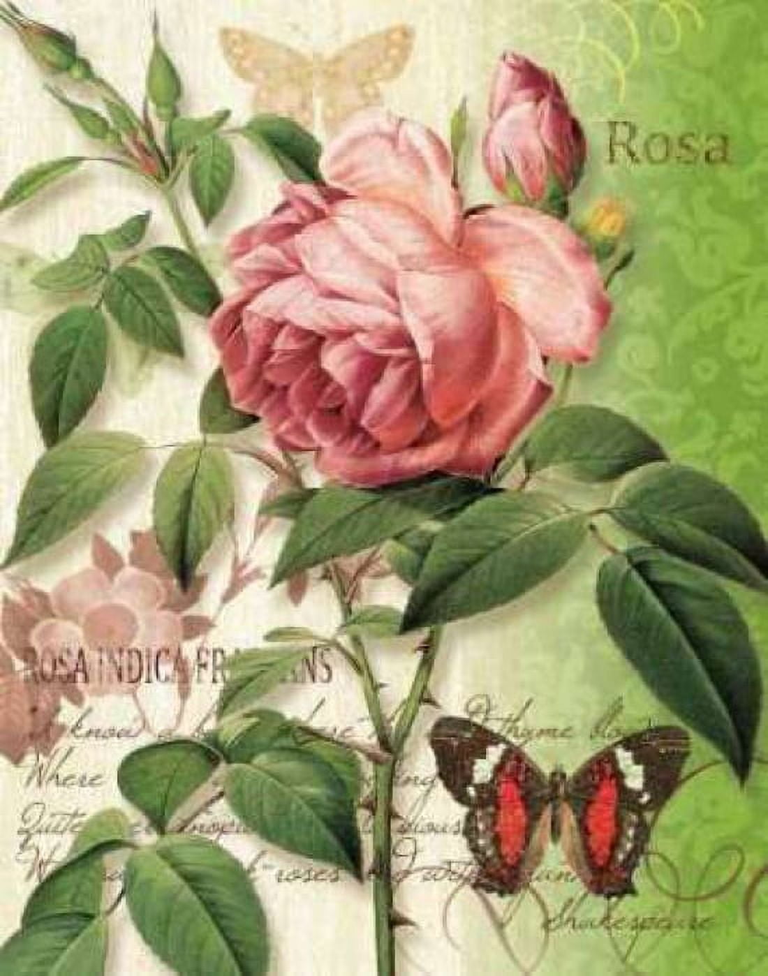 Rose Splendor II Canvas Art - Ching Han (22 x 28)