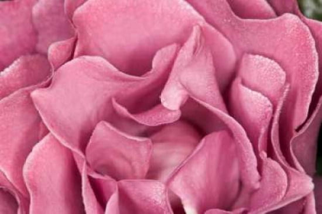 Rose Up Close II Canvas Art - Lee Peterson (24 x 36)