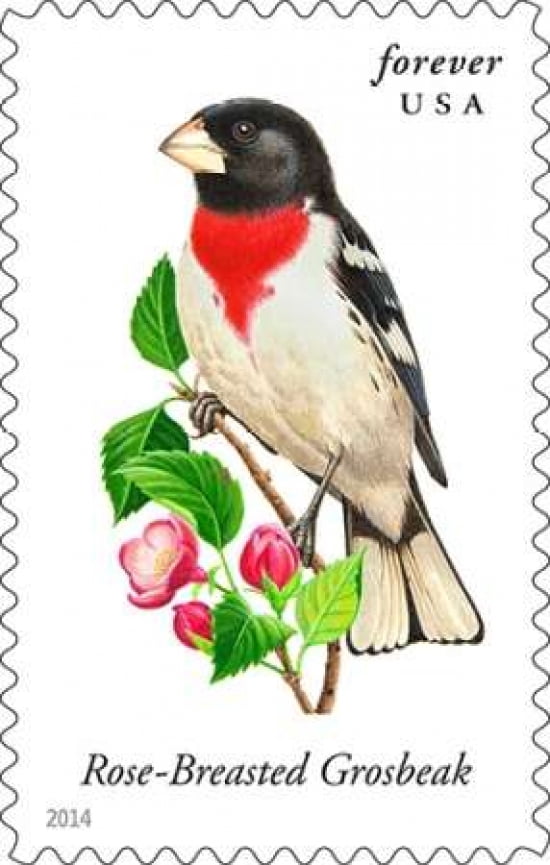 Rose-breasted Grosbeak Canvas Art - US POSTAL SERVICE (24 x 36)
